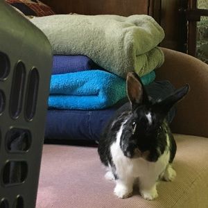 Meet your Posher, Constance